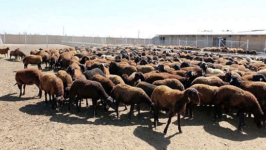 تخصیص ۱۰ همت تسهیلات سرمایه در گردش برای حمایت از دامداران روستایی و عشایری